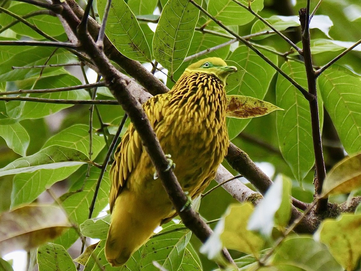 Golden Dove - ML641476017