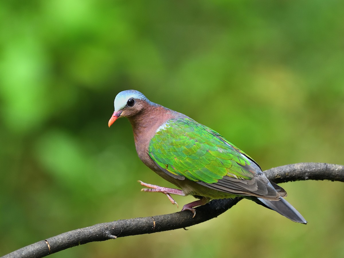 Asian Emerald Dove - ML641476025