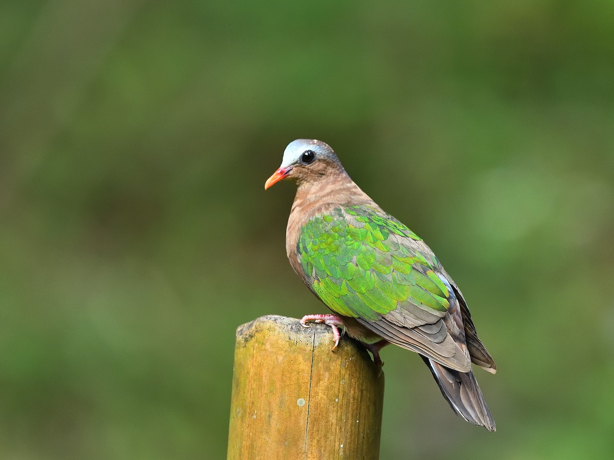 Asian Emerald Dove - ML641476026