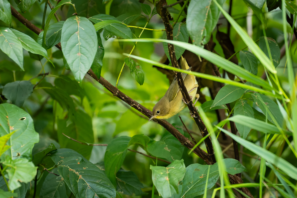 Common Yellowthroat - ML641476040