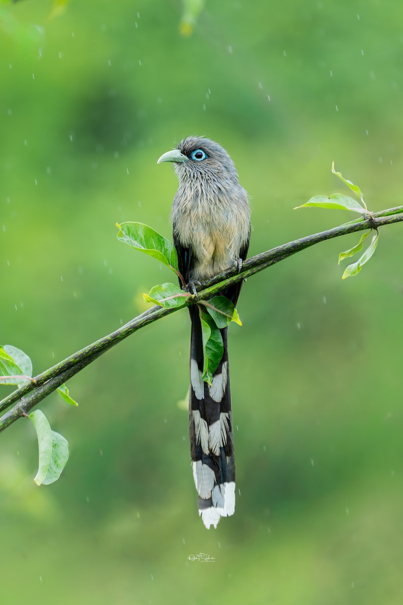 Blue-faced Malkoha - ML641476043