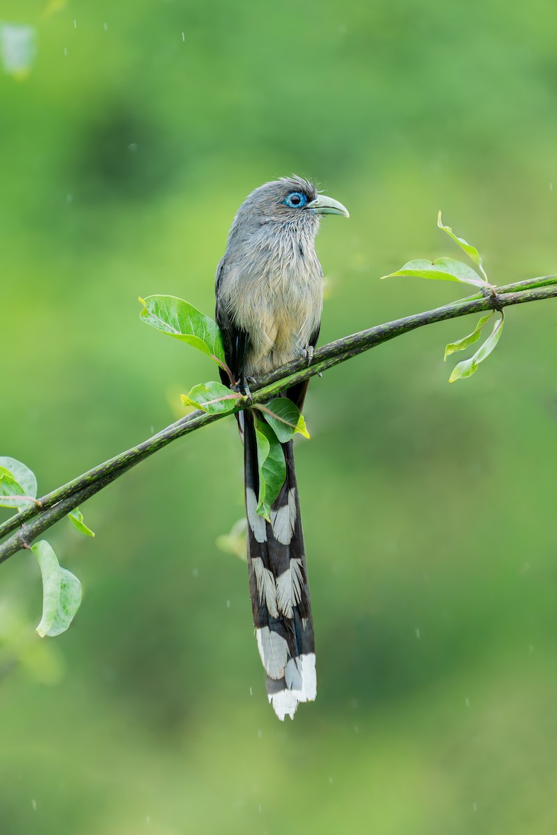 Blue-faced Malkoha - ML641476044
