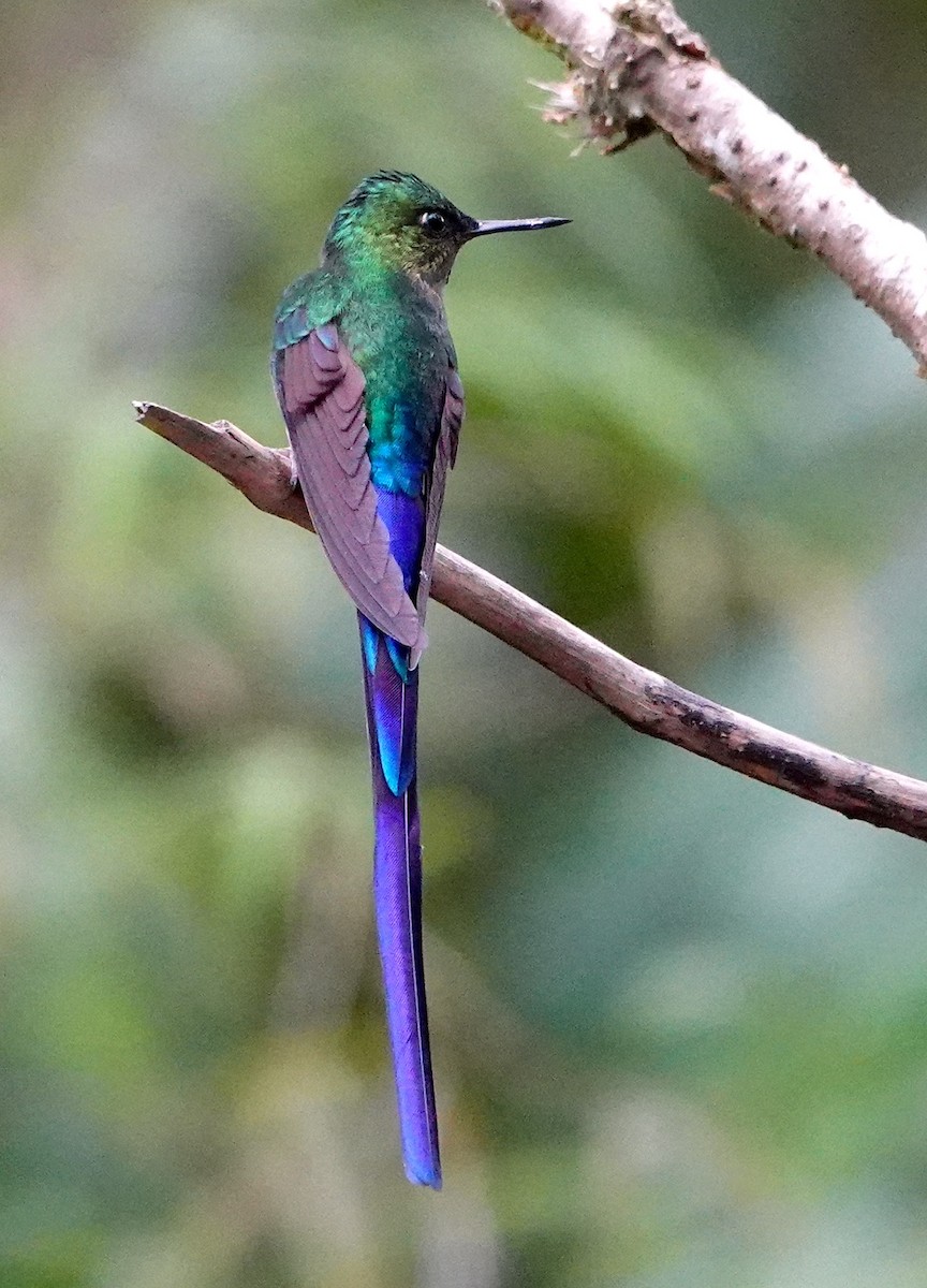 Violet-tailed Sylph - ML641476061