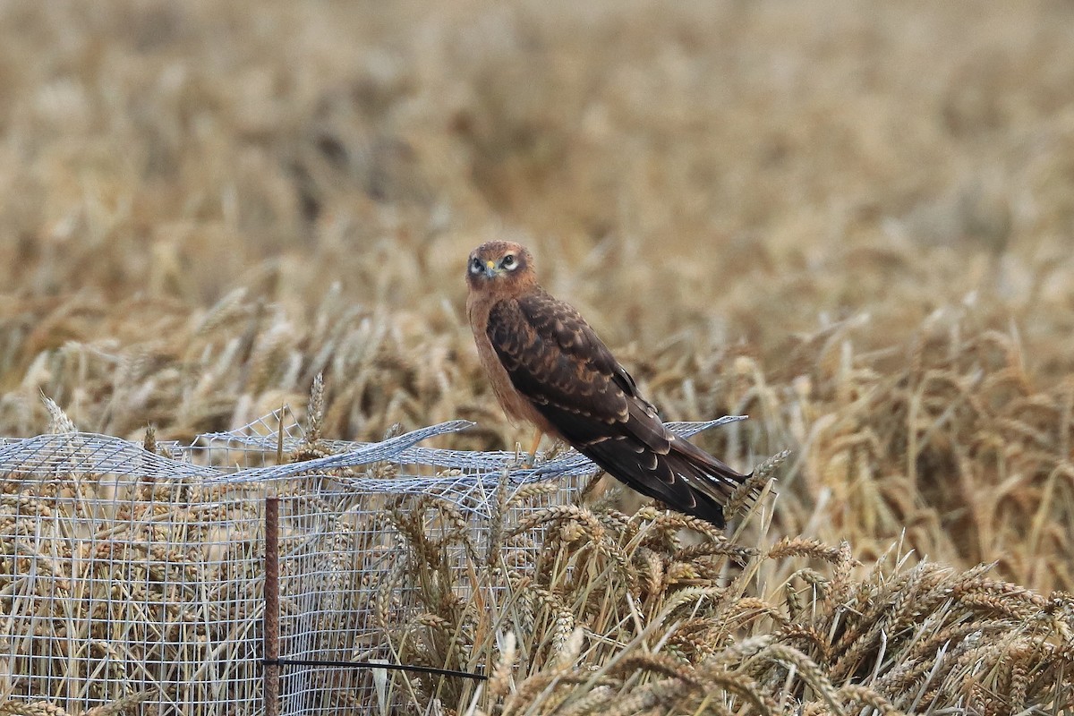 Montagu's Harrier - ML641476076