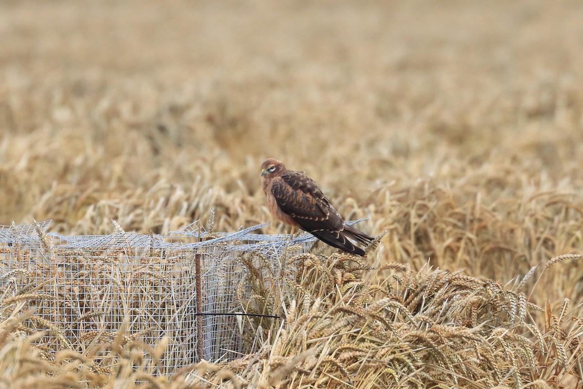 Montagu's Harrier - ML641476077