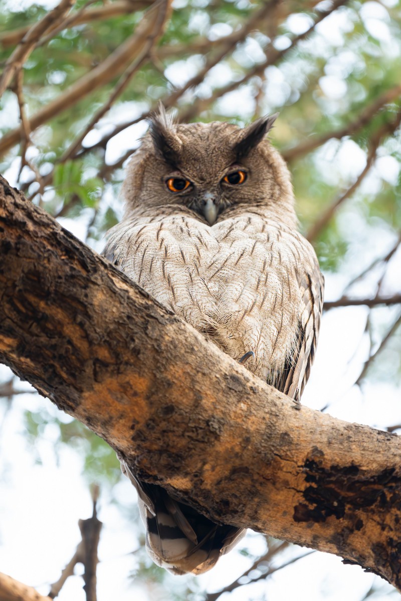 Dusky Eagle-Owl - ML641476132