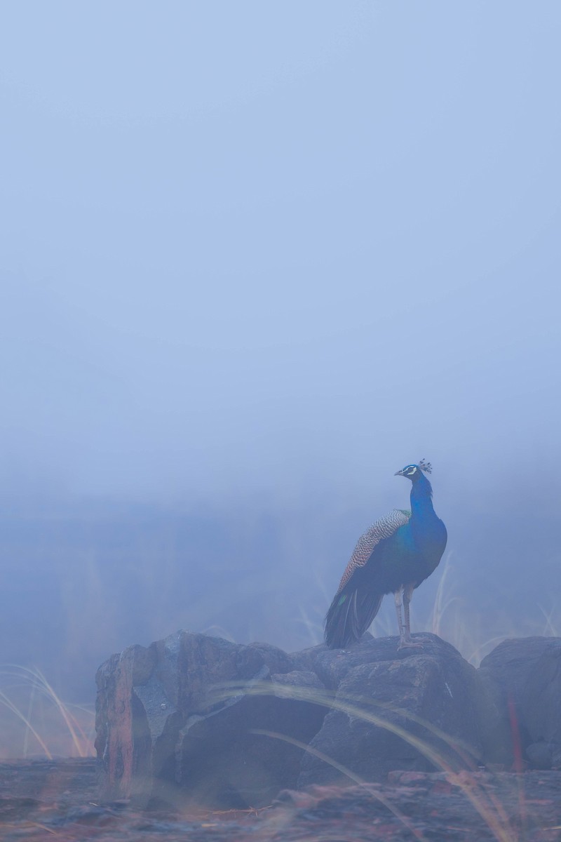 Indian Peafowl - ML641476134