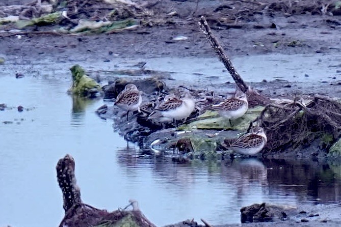 Western Sandpiper - ML641476149