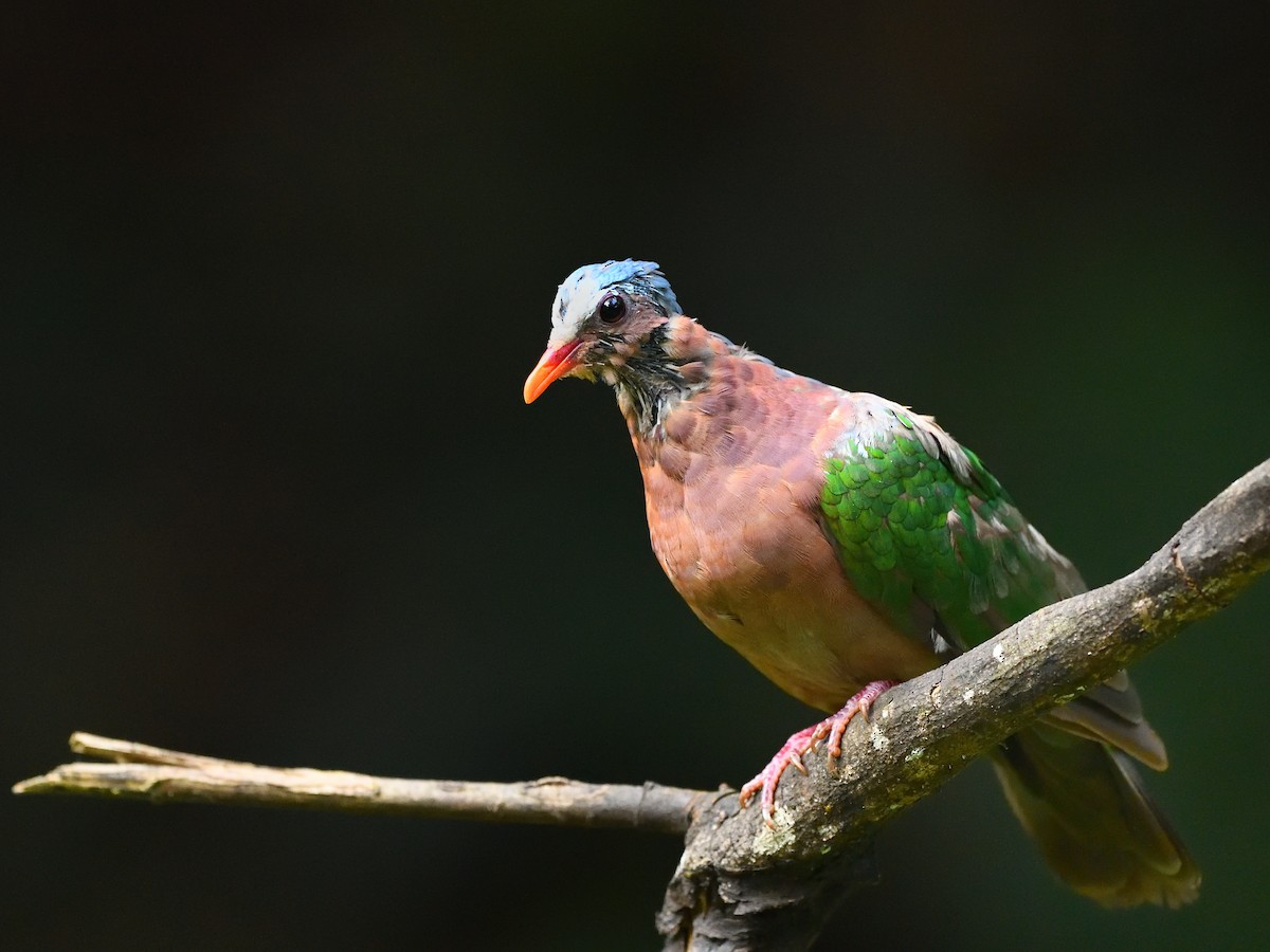 Asian Emerald Dove - ML641476185