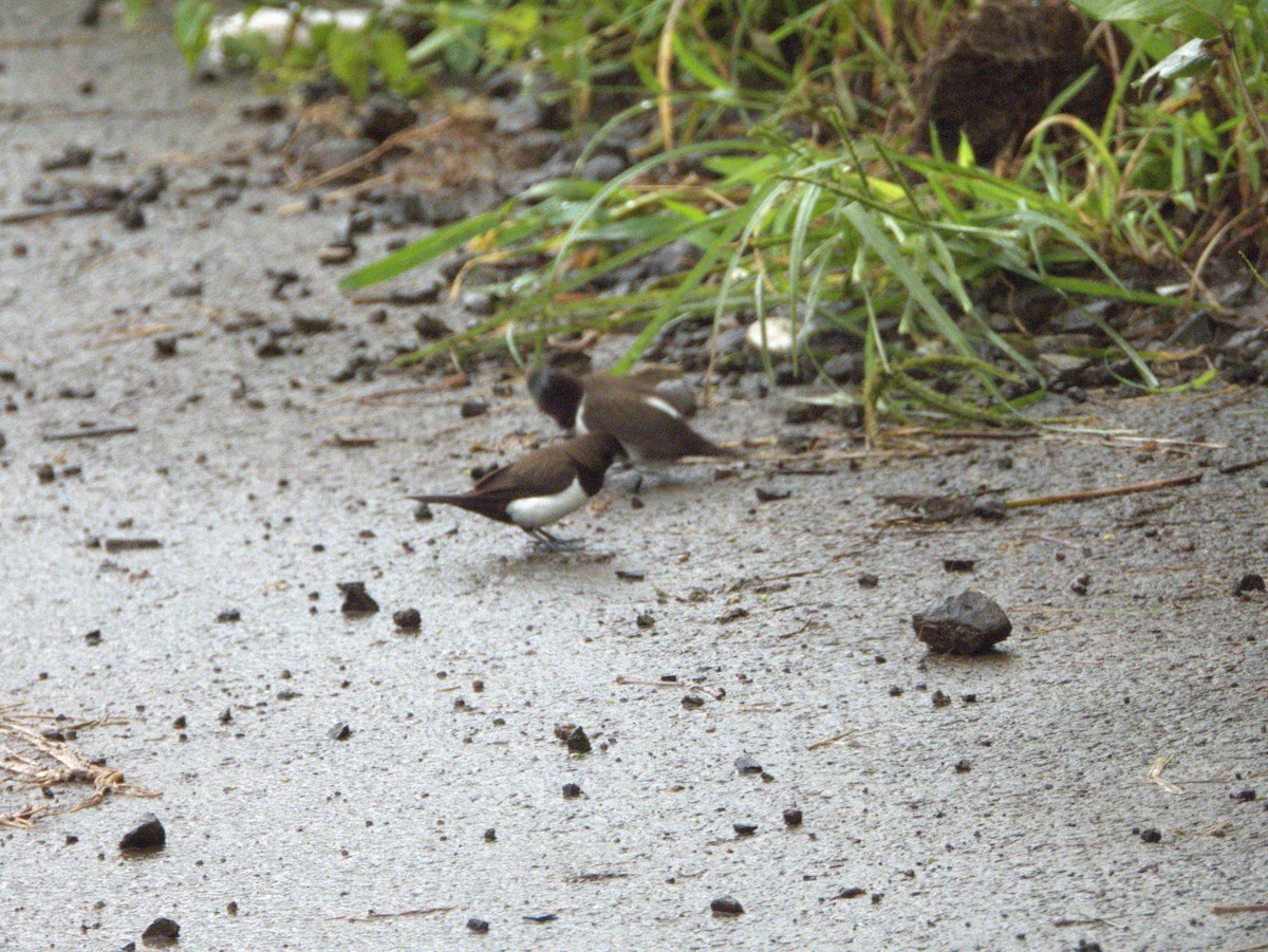 White-rumped Munia - ML641476189