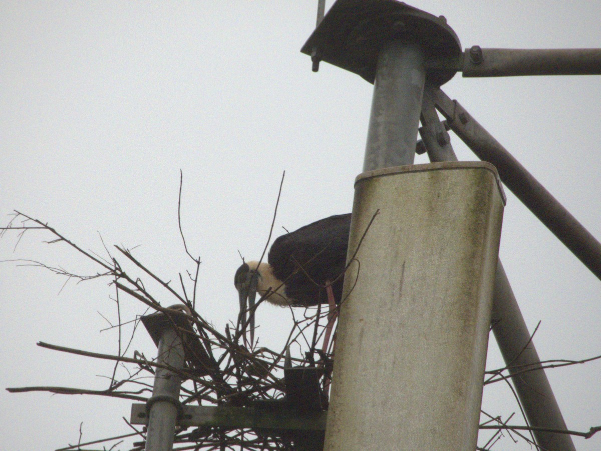 Asian Woolly-necked Stork - ML641476206