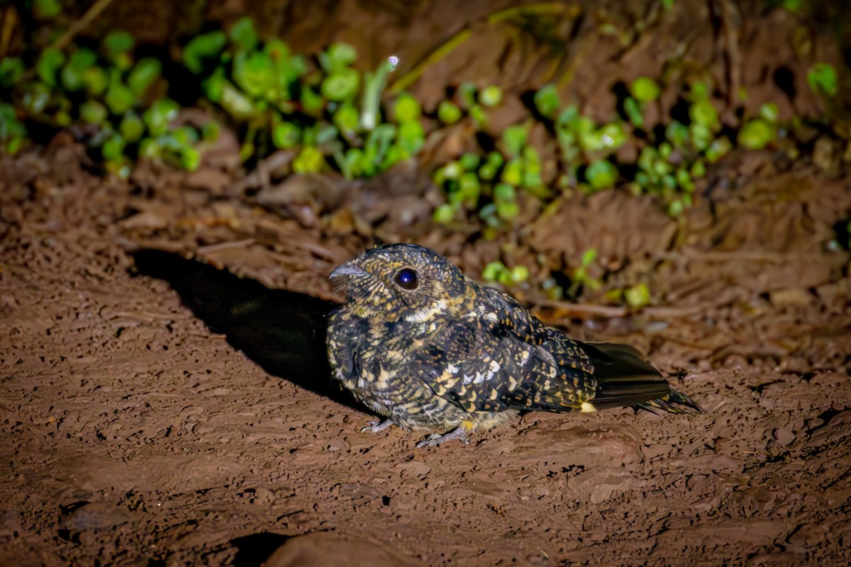Band-winged Nightjar - ML641476212