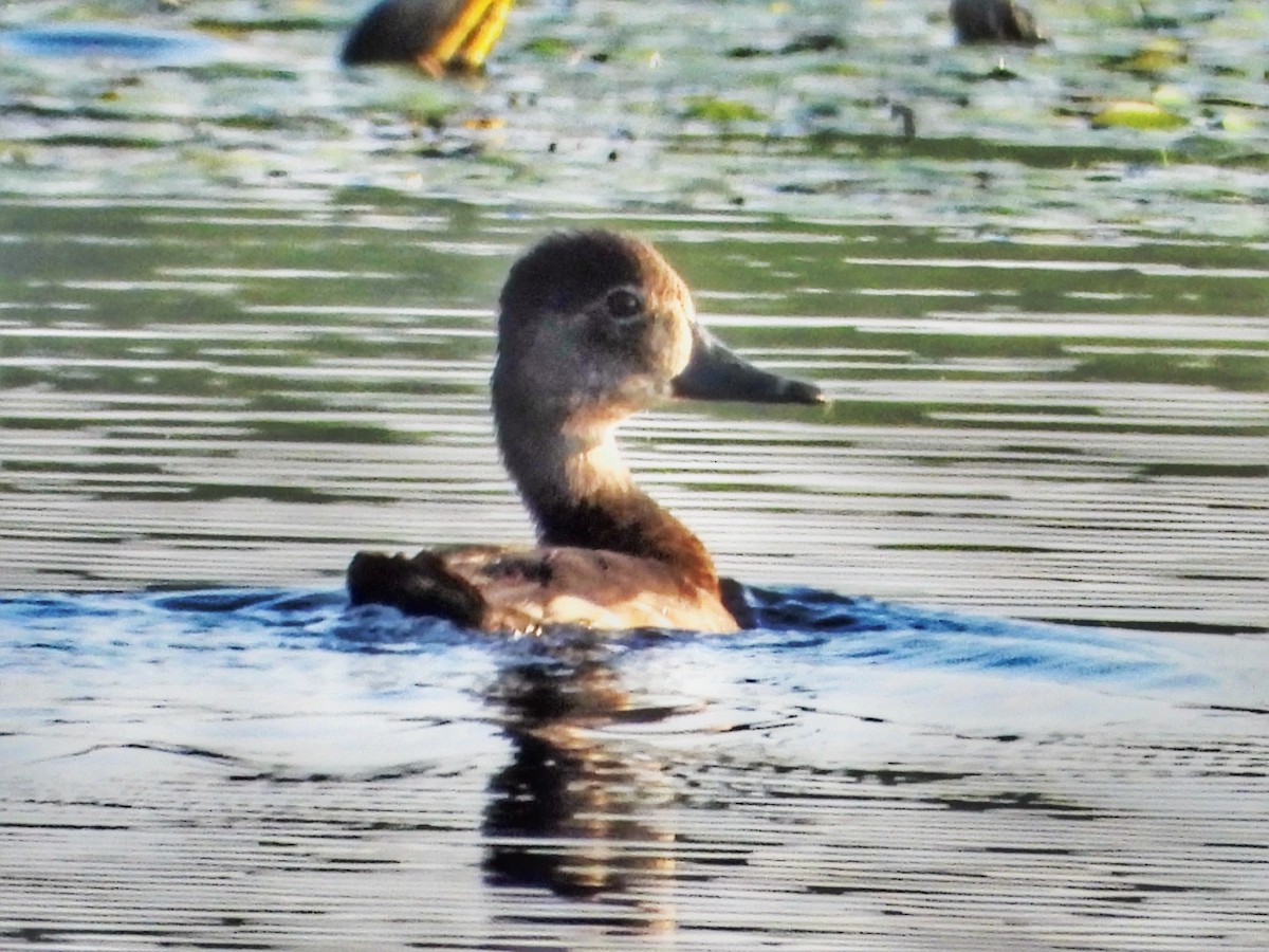 Ring-necked Duck - ML641476235