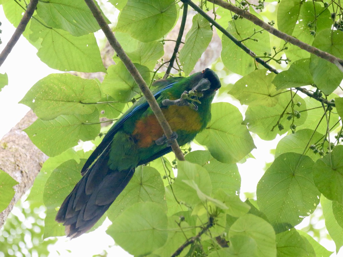 Masked Shining-Parrot - ML641476250