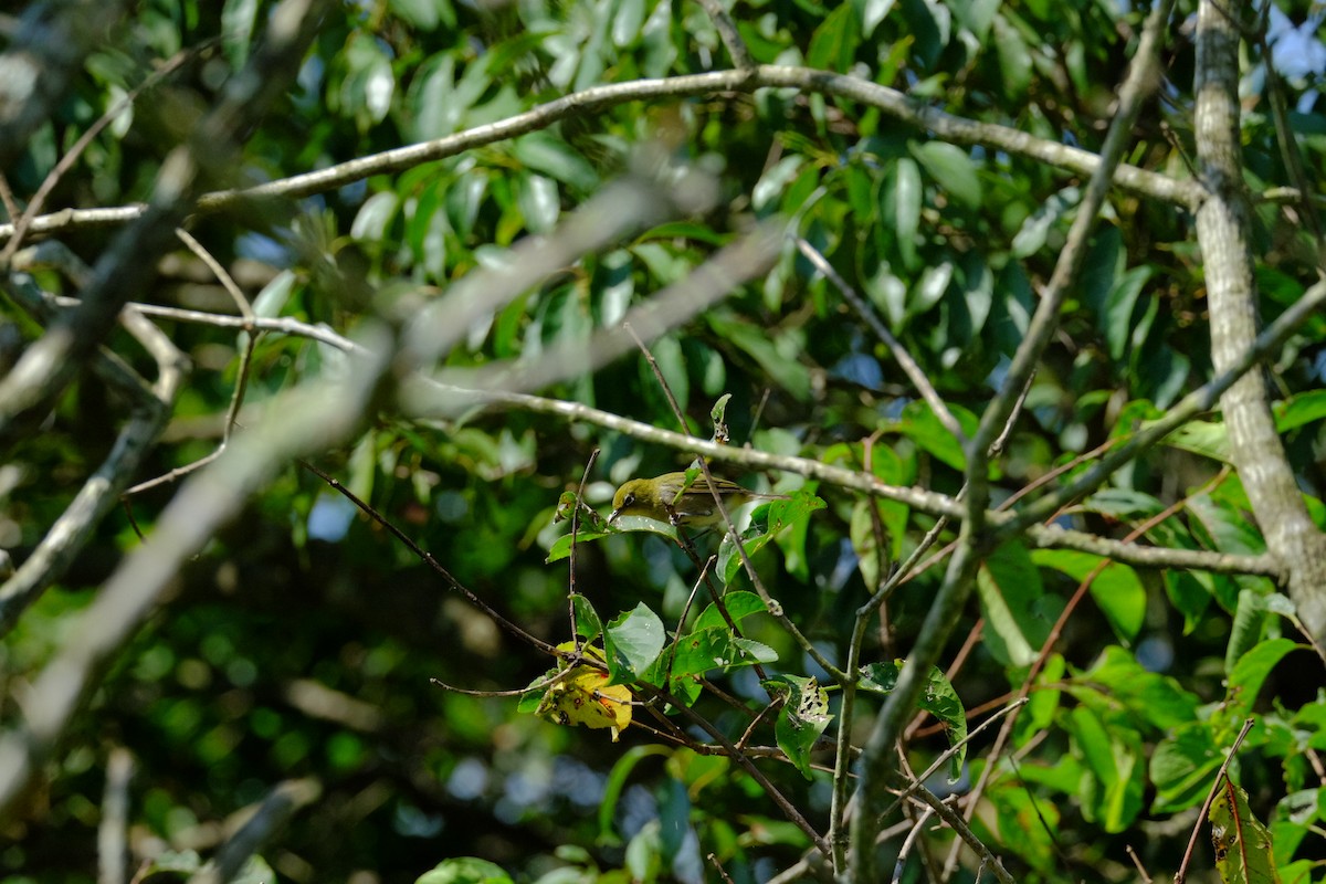 Warbling White-eye - ML641476261