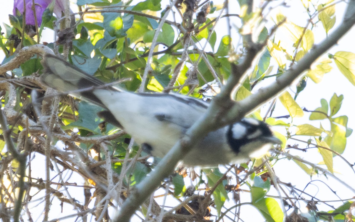 White-eared Monarch - ML641476287