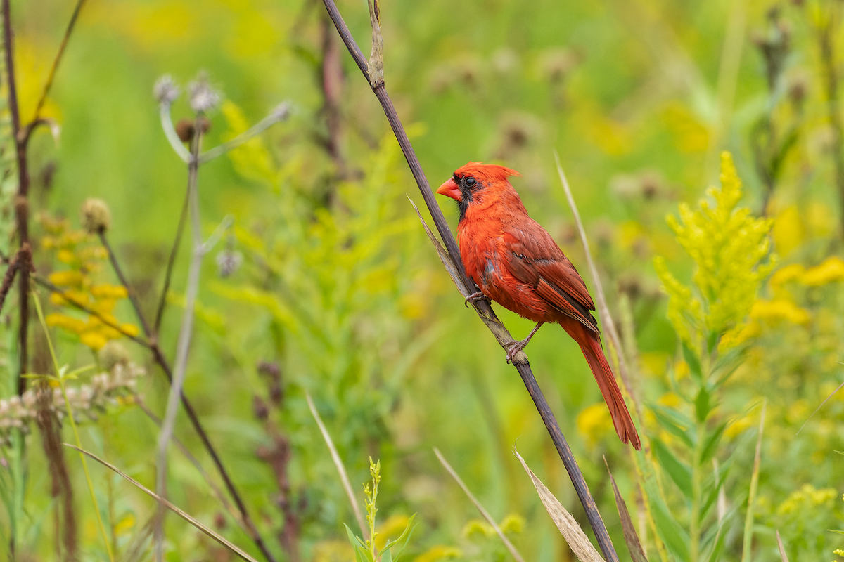 Northern Cardinal - ML641476344