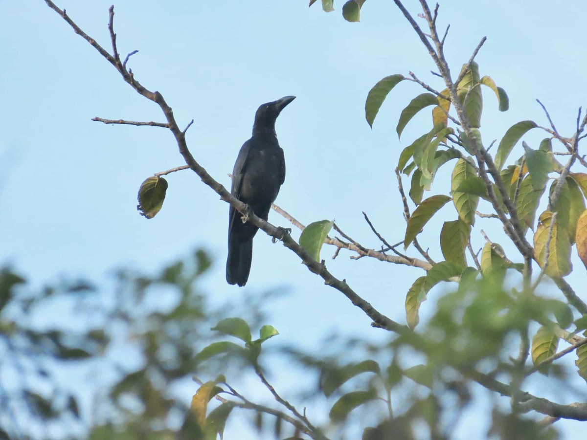 Philippine Jungle Crow - ML641476362