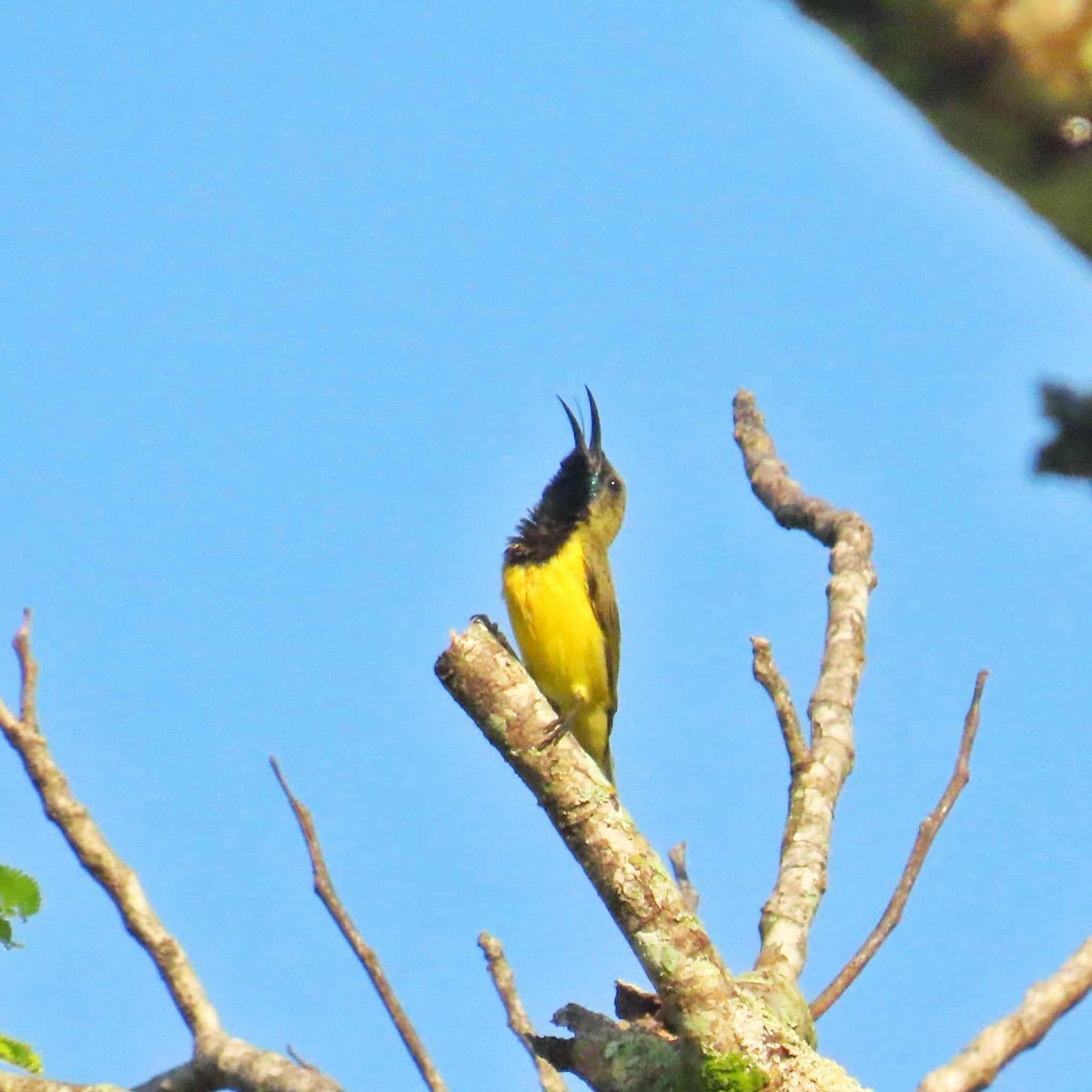 Garden Sunbird - ML641476367