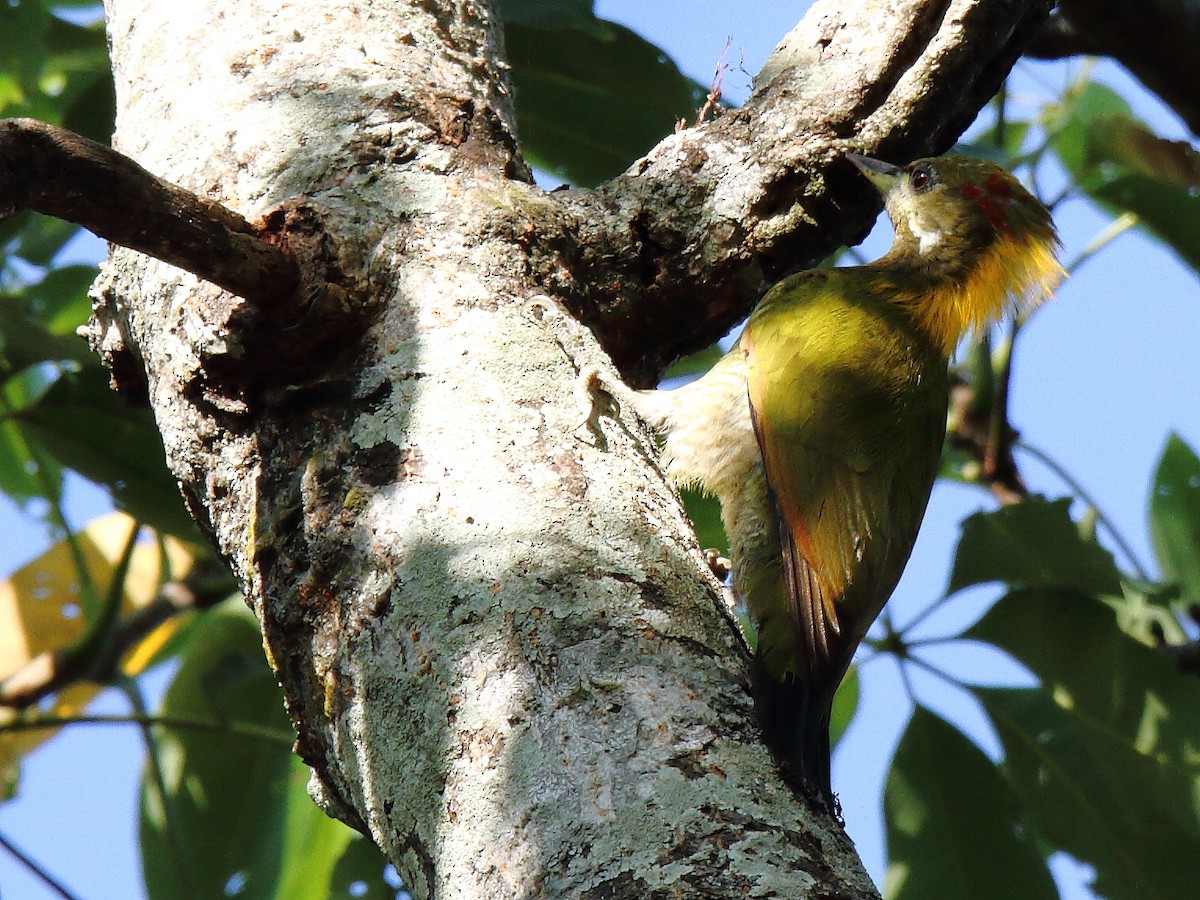 Lesser Yellownape - ML641476369