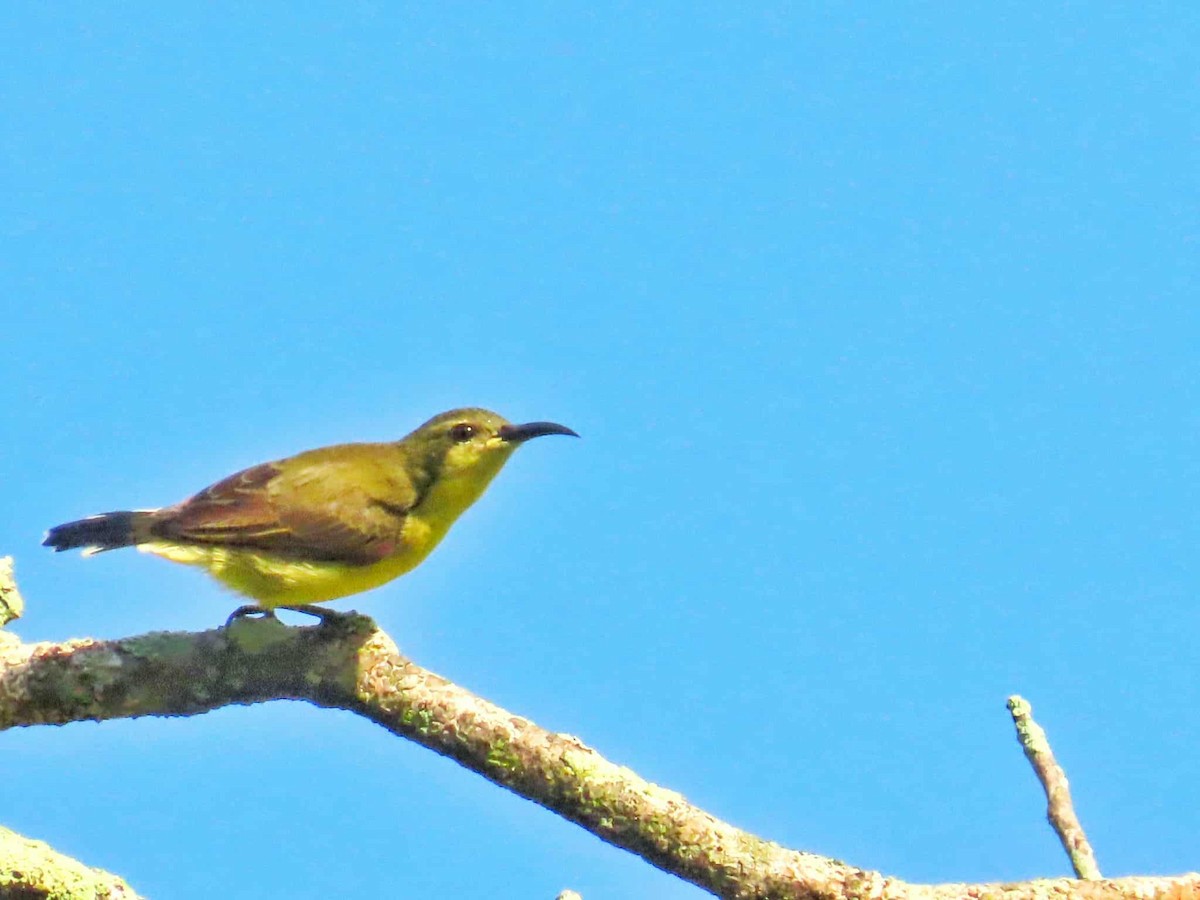 Garden Sunbird - ML641476372