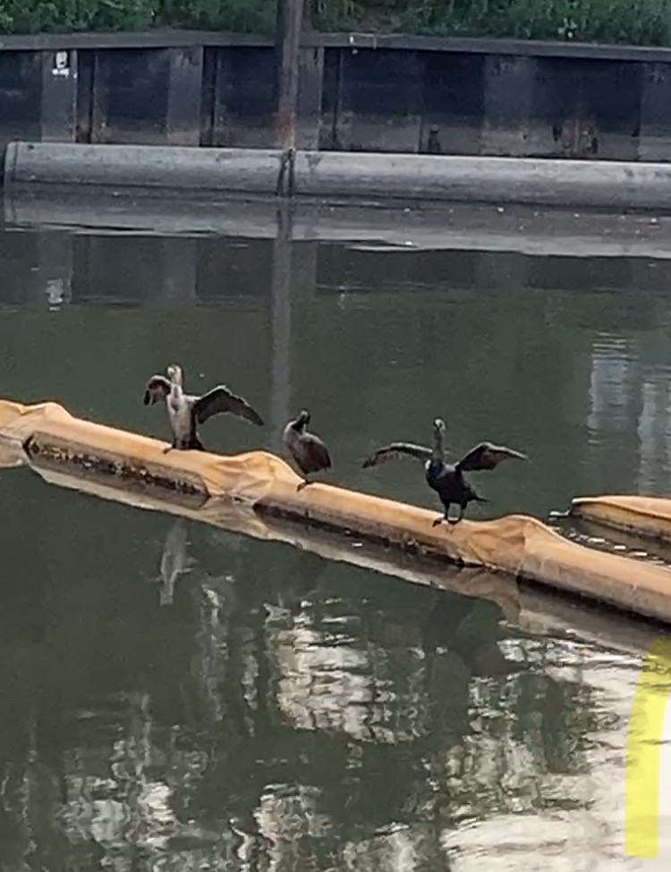 Double-crested Cormorant - ML641476373