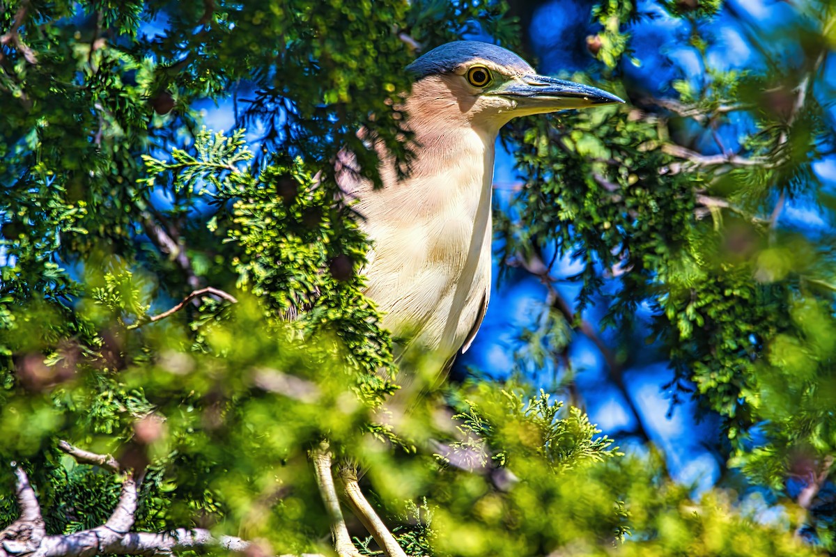 Nankeen Night Heron - ML641476455