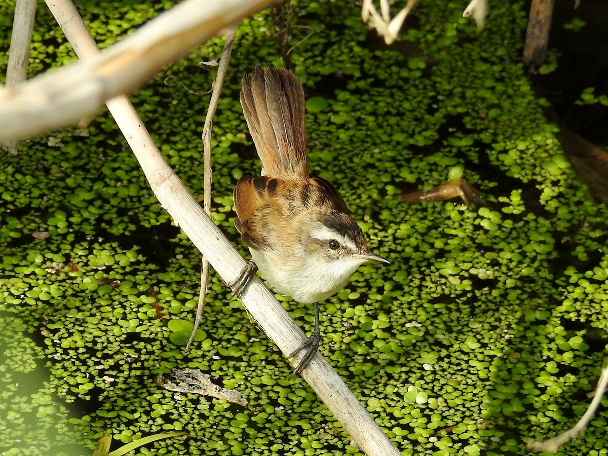 Moustached Warbler - ML641476473
