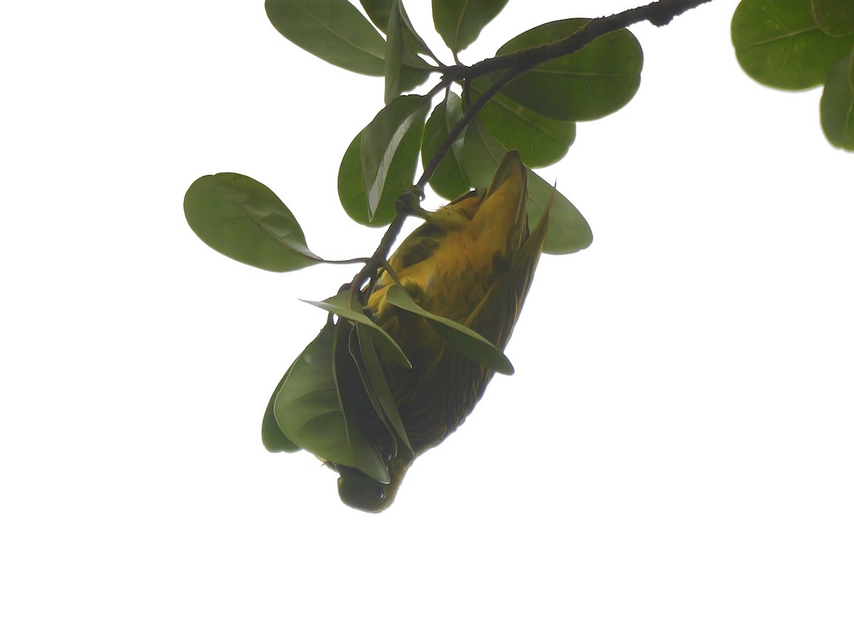 Golden Dove - ML641476499
