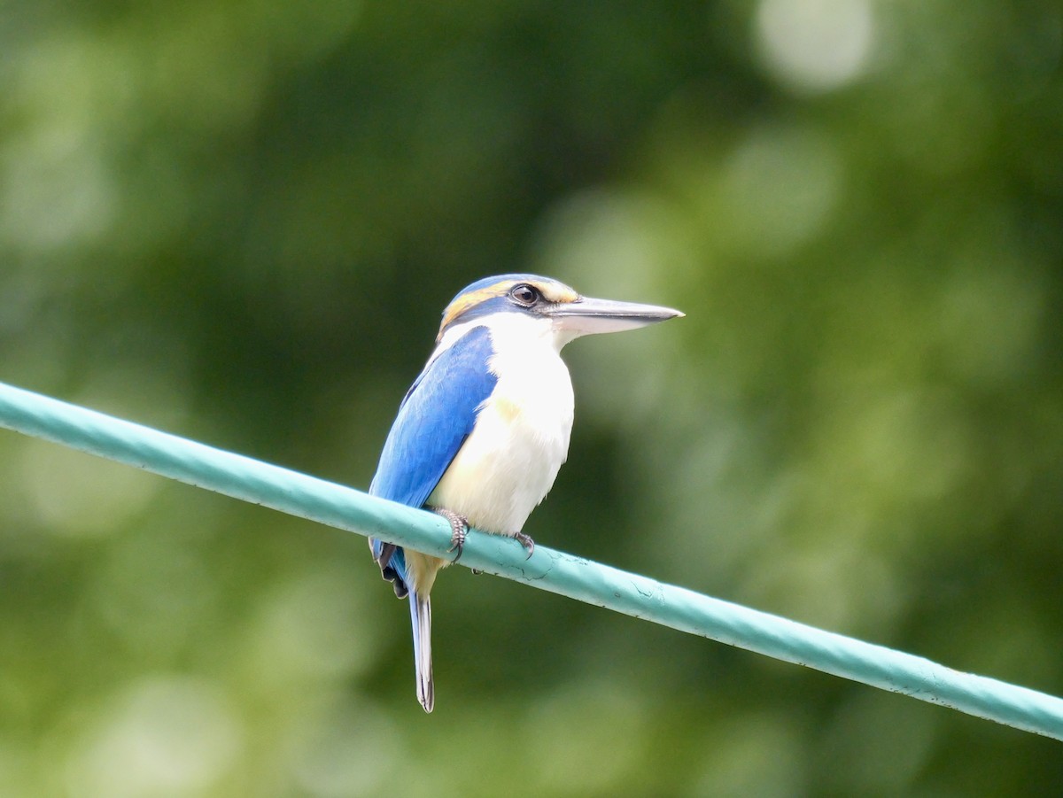 Pacific Kingfisher - ML641476511