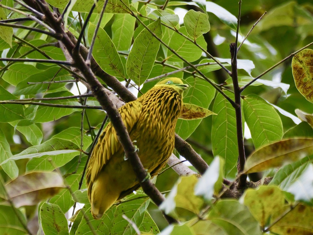 Golden Dove - ML641476533