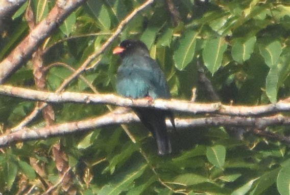 Dollarbird - ML641476558