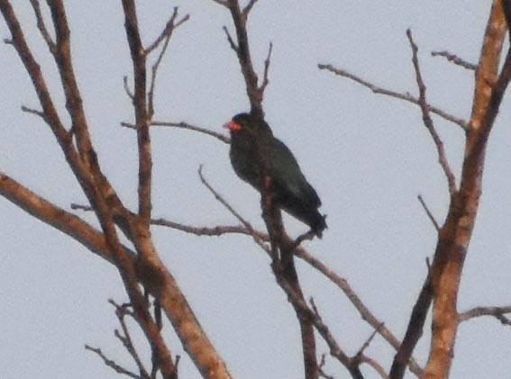 Dollarbird - ML641476562