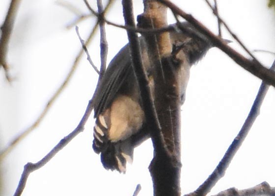 Lesser Cuckooshrike - ML641476570