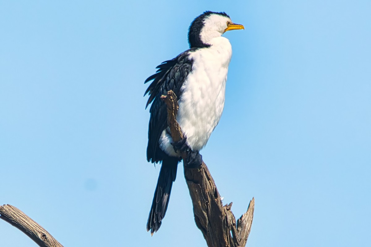 Little Pied Cormorant - ML641476620