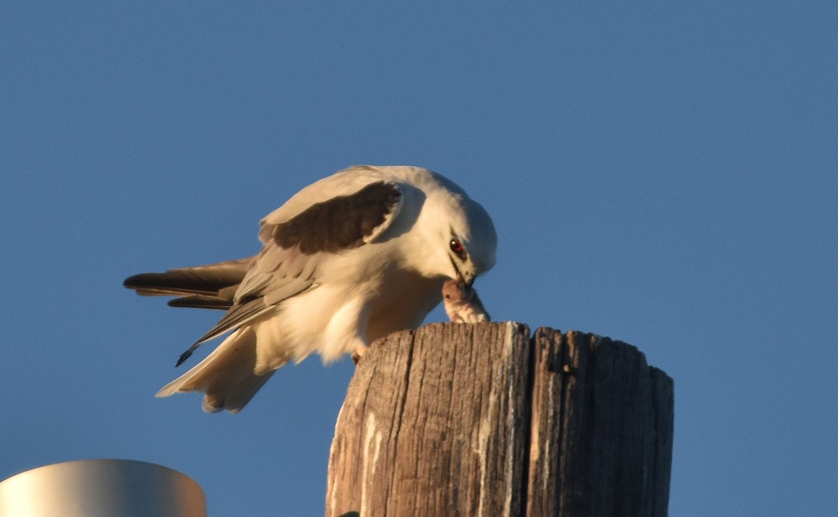 Black-shouldered Kite - ML641476625