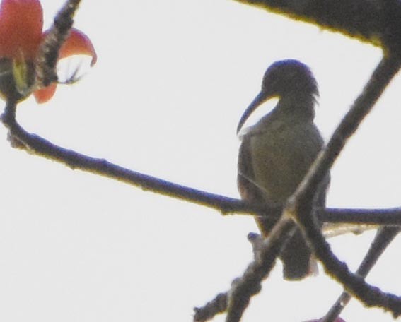 Yellow-eared Spiderhunter - ML641476636