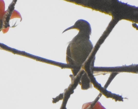 Yellow-eared Spiderhunter - ML641476637