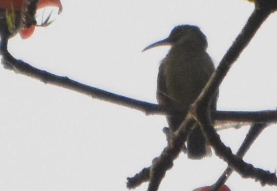 Yellow-eared Spiderhunter - ML641476638