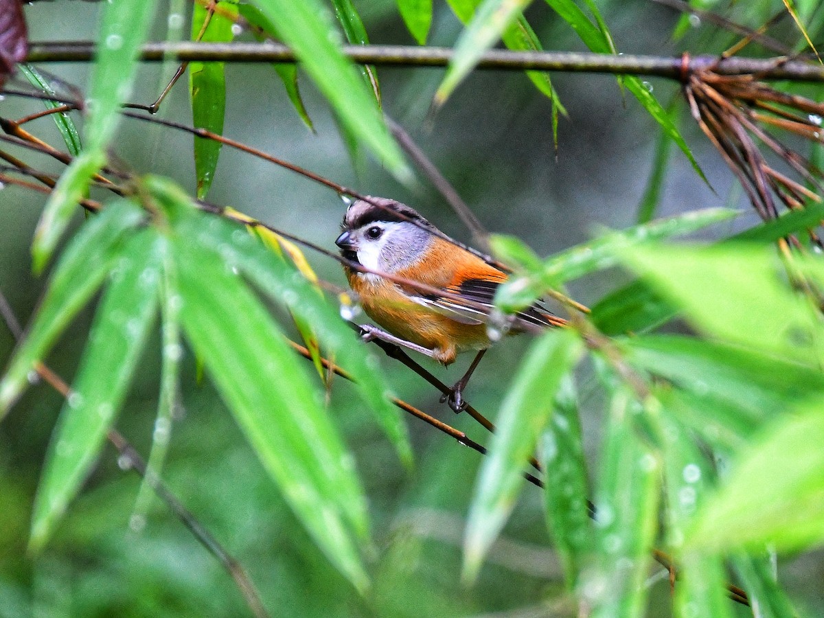 Black-throated Parrotbill - ML641476667