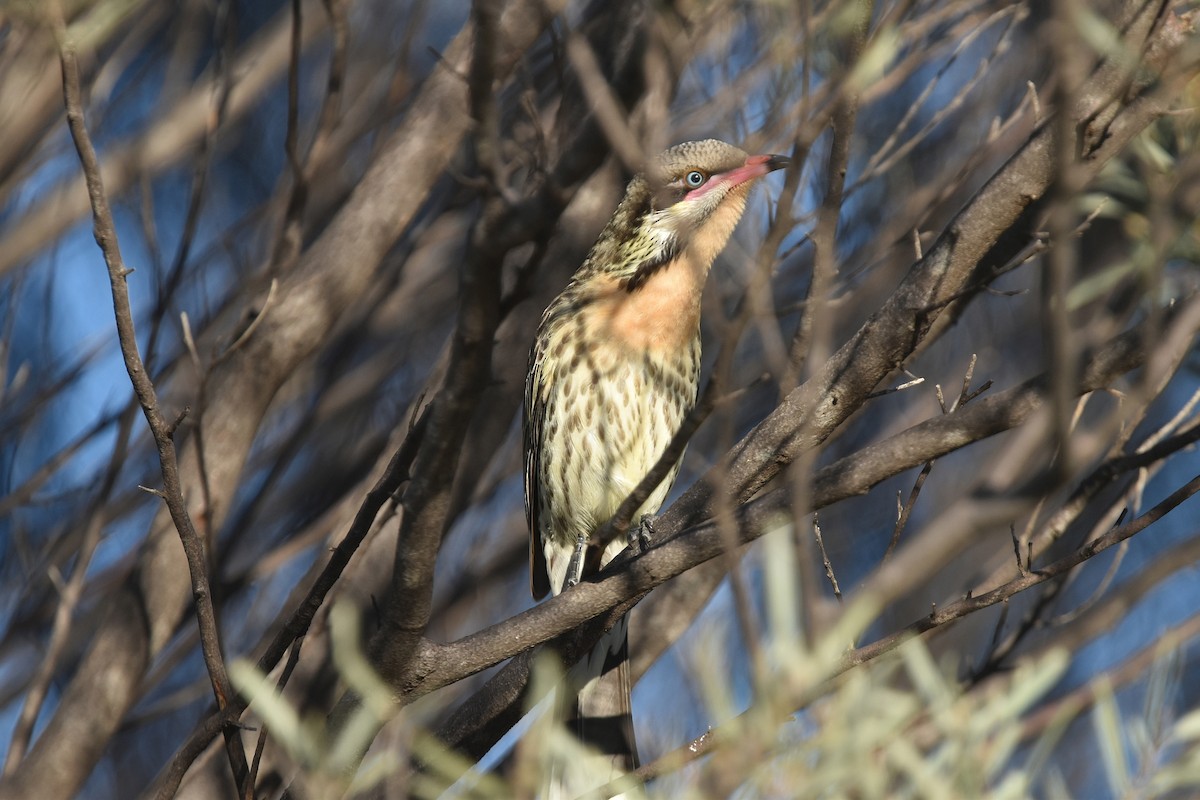 Spiny-cheeked Honeyeater - ML641476672