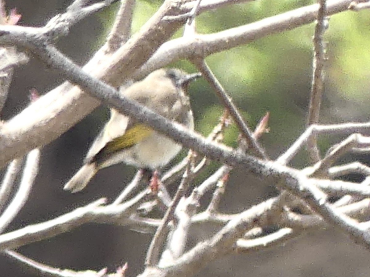 Yellow-tinted Honeyeater - ML641476678