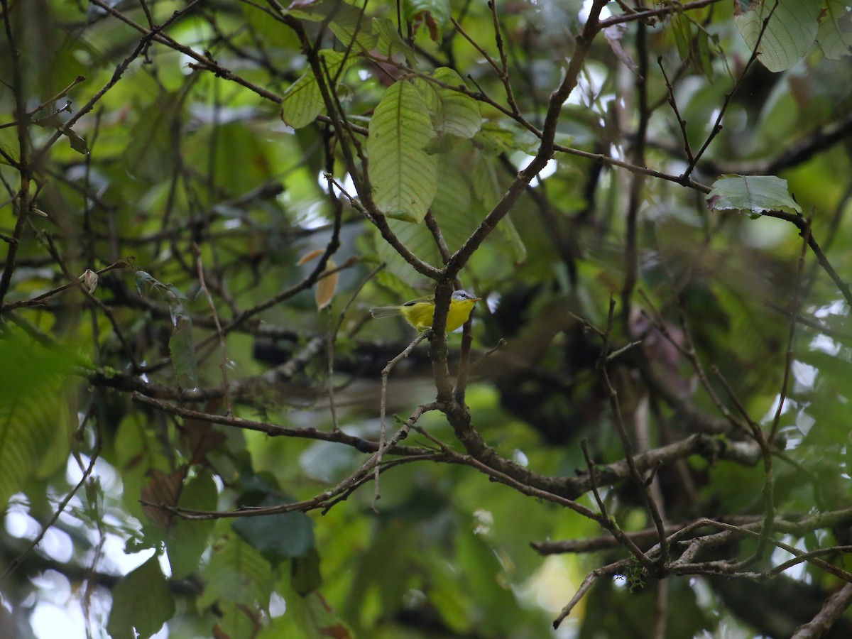 Gray-hooded Warbler - ML641476706