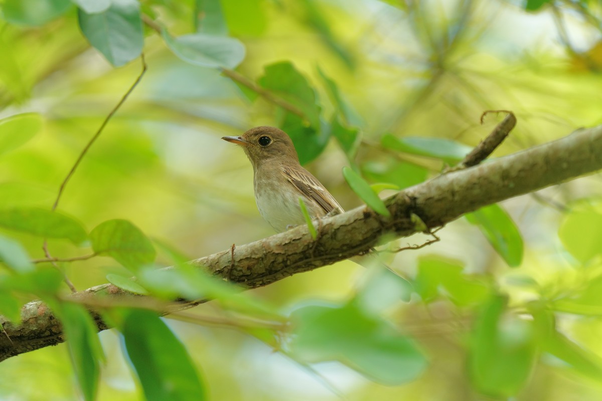 Brown-streaked Flycatcher - ML641476712