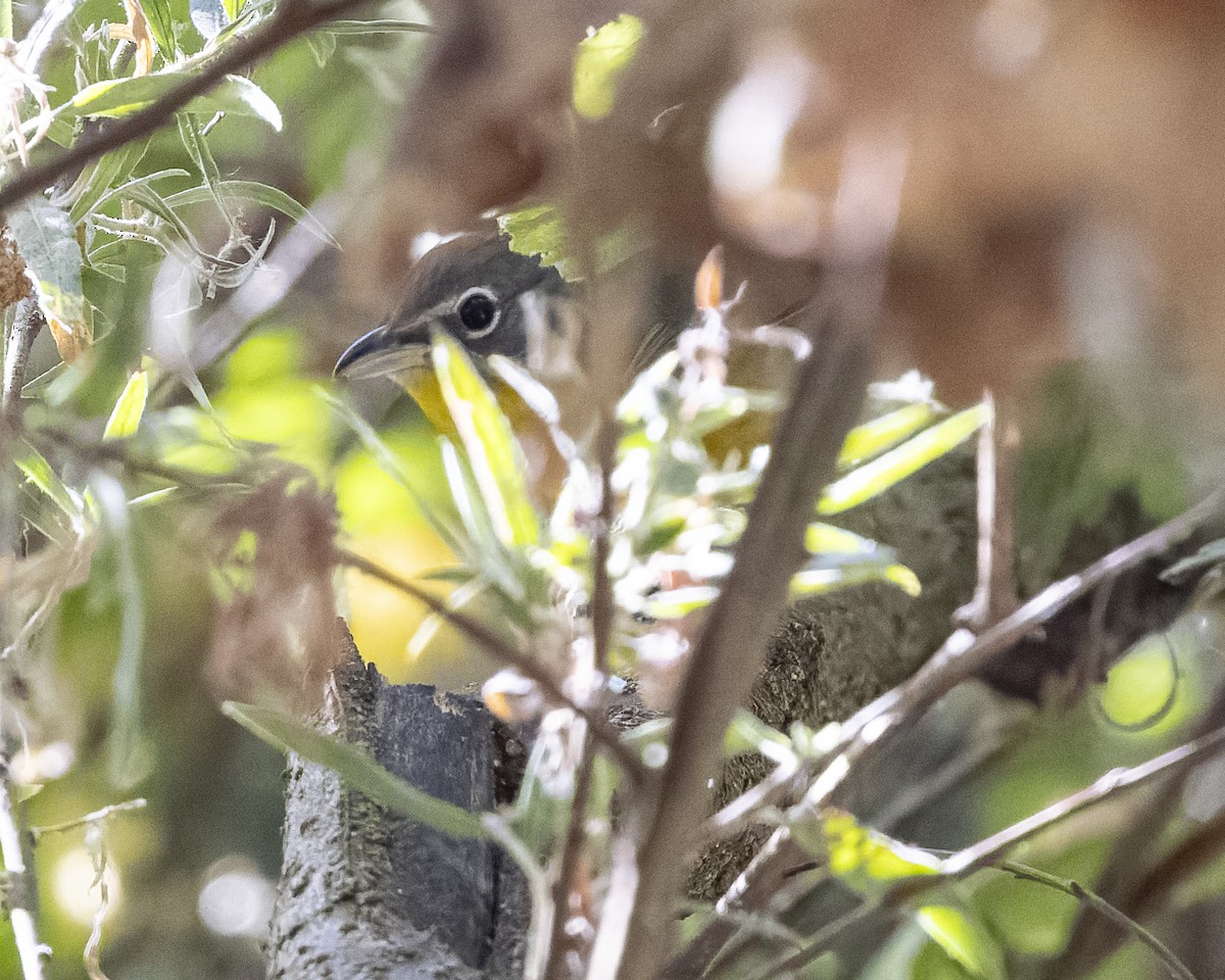 Yellow-breasted Chat - ML641476713