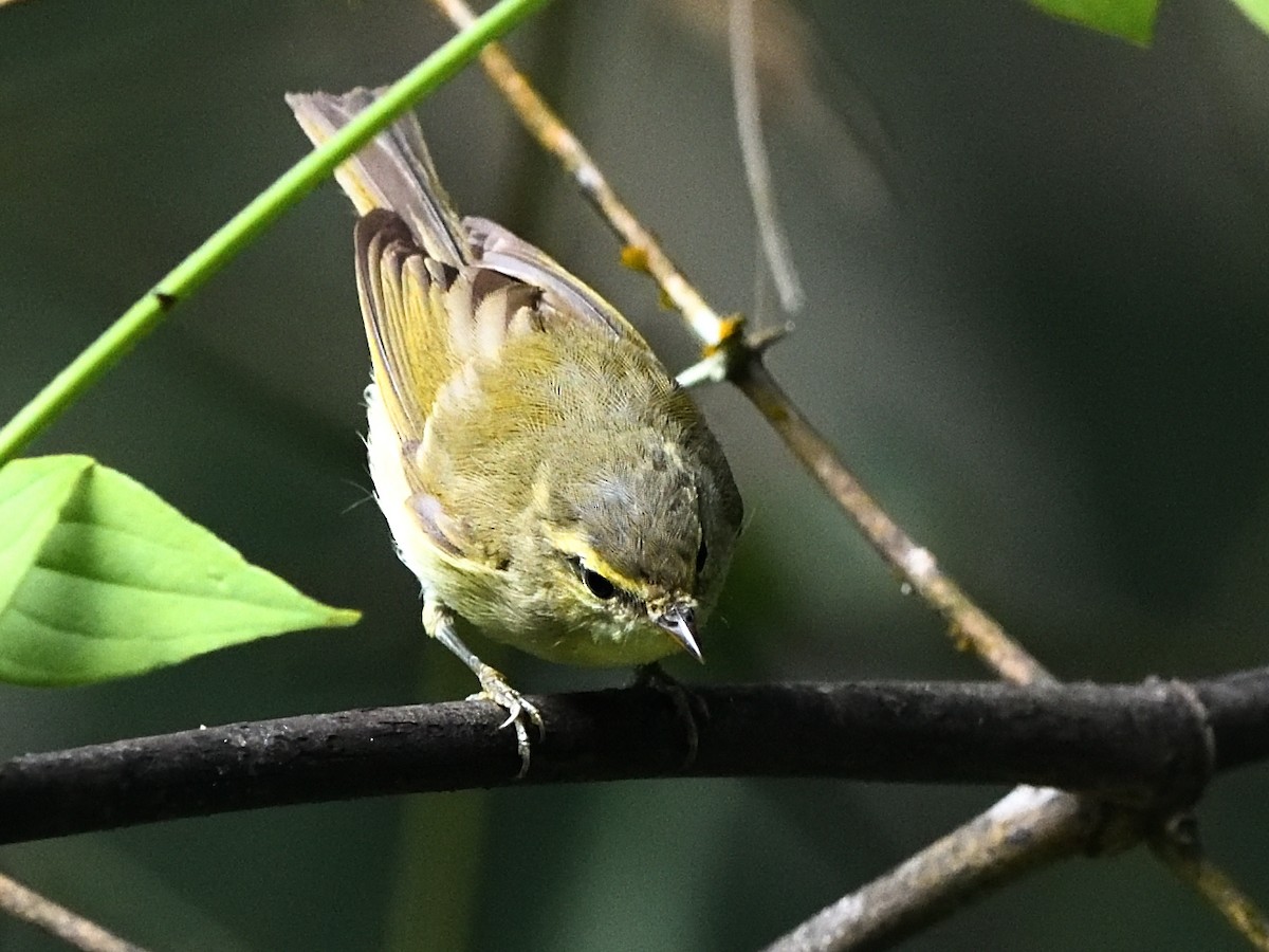 Green Warbler - ML641476747