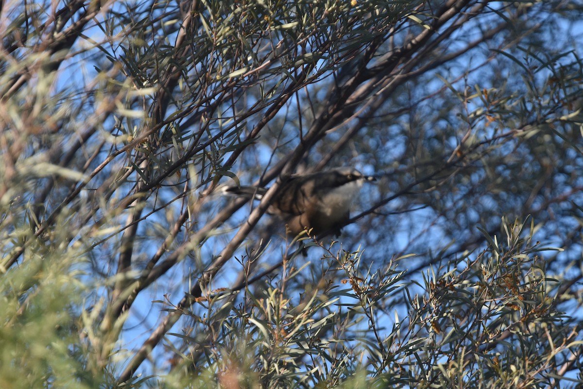 Gray-crowned Babbler - ML641476751