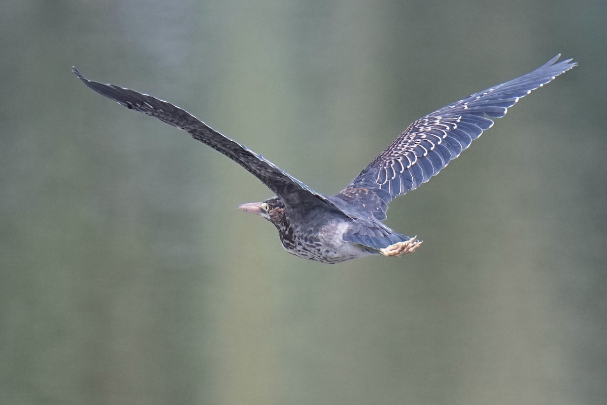 Green Heron - ML641476757