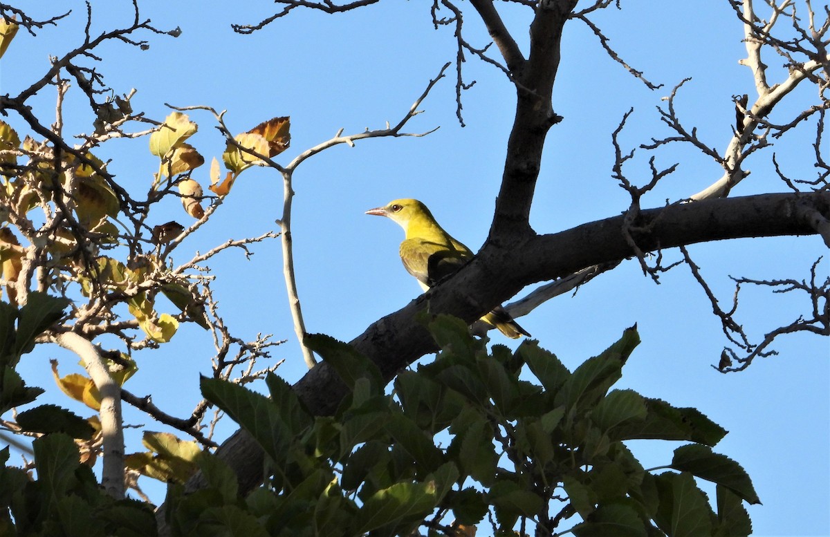 Eurasian Golden Oriole - ML641476770