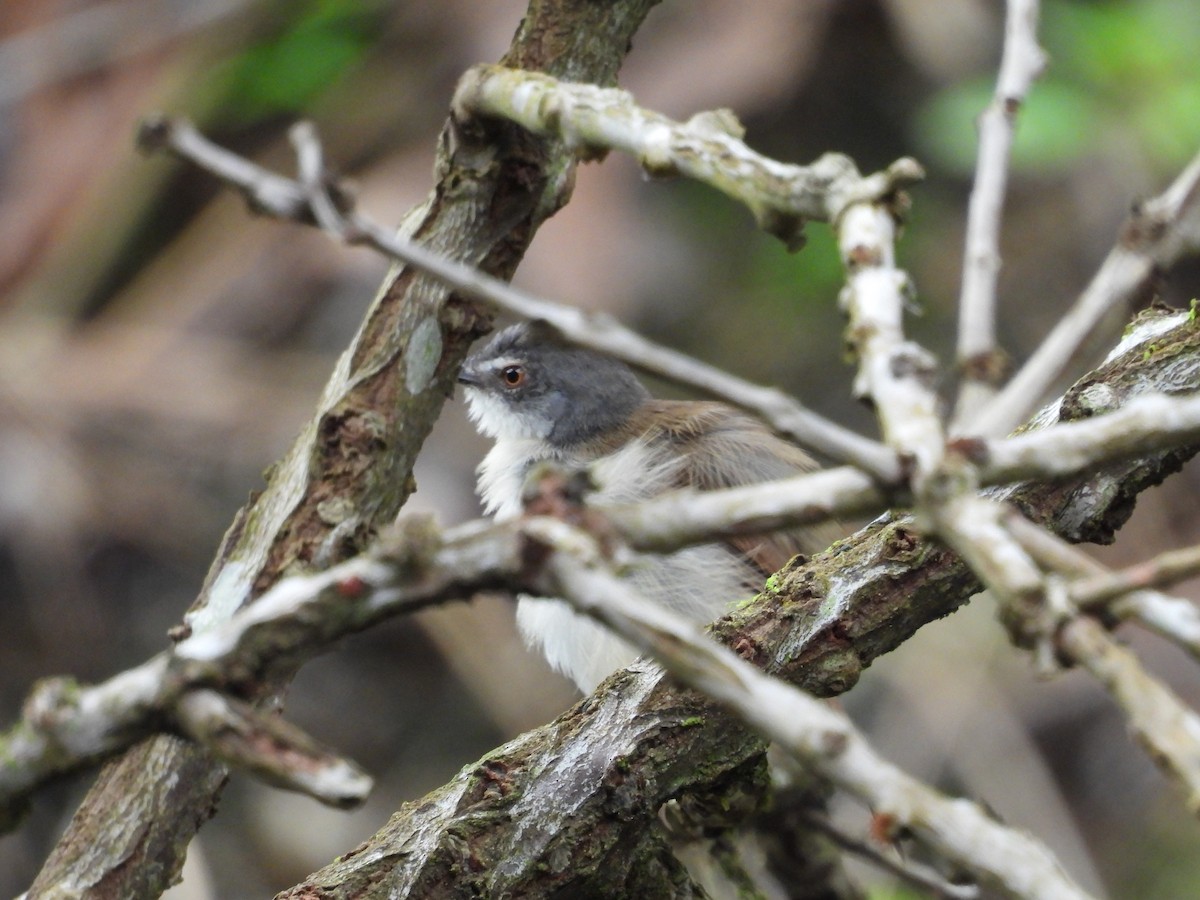 Rufescent Prinia - ML641476780